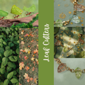 Leaf Cutters (SCO)